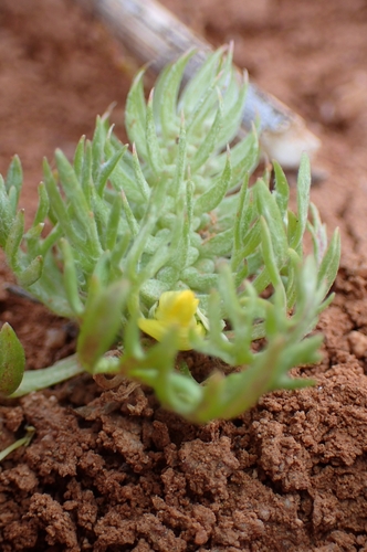 Image of Ceratocephala falcata by (c) Jorge Íñiguez, some rights reserved (CC BY)