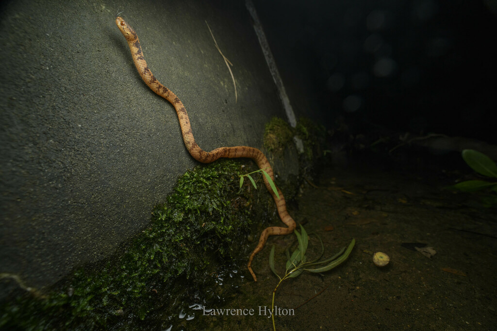 Chinese Slug Snake