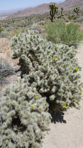 Silver Cholla