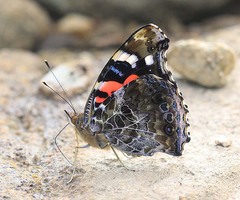 Vanessa indica indica