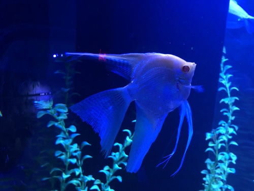Pterophyllum scalare