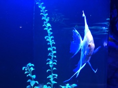 Pterophyllum scalare