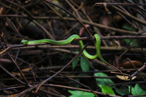 Trimeresurus calamitas