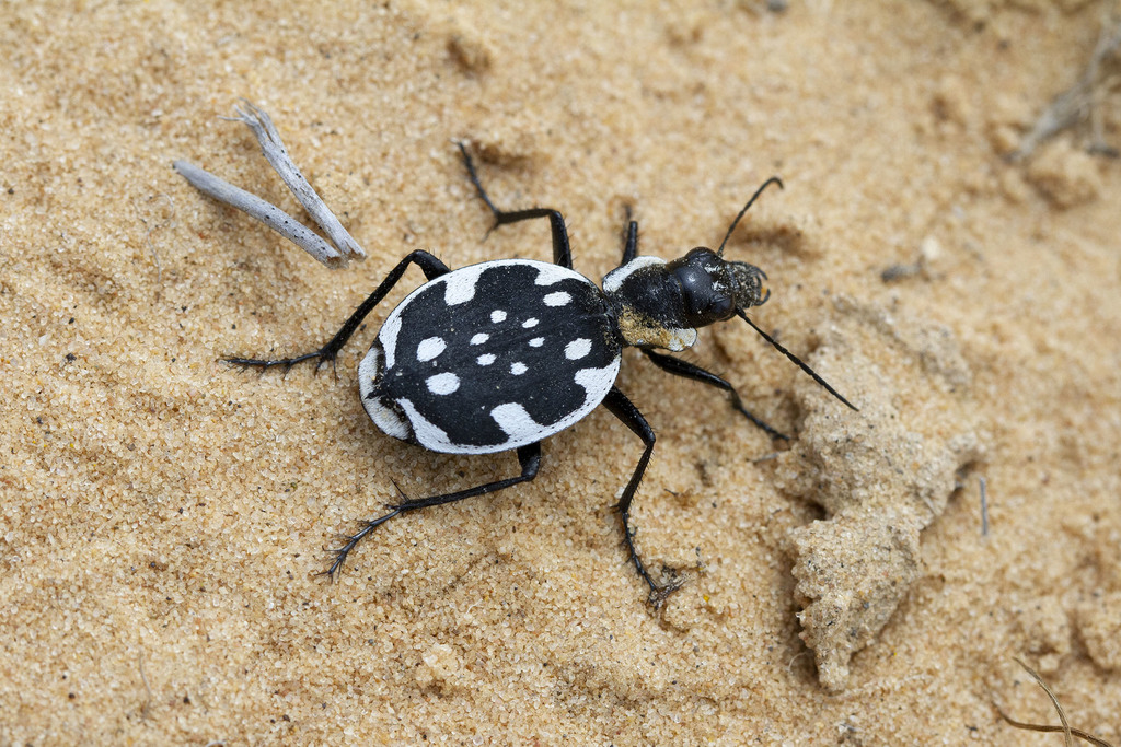 Graphipterus serrator