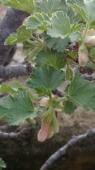Ribes cereum