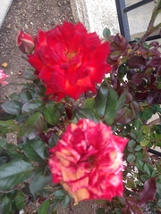 Rosa