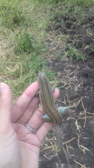 Aspidoscelis angusticeps angusticeps