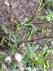 Puccinia lagenophorae