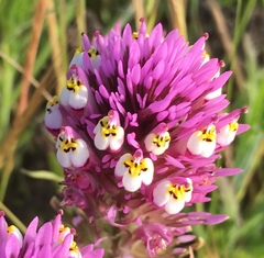 Castilleja densiflora gracilis