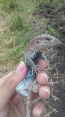 Aspidoscelis angusticeps angusticeps