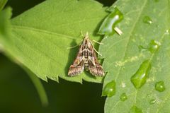 Diasemia accalis