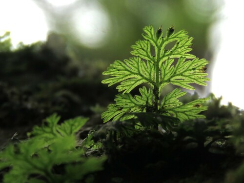 Crepidomanes bipunctatum observed 2024-03-03