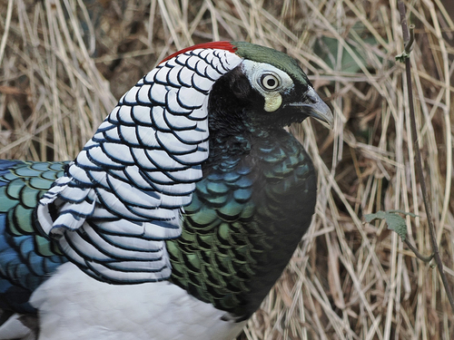 Chrysolophus amherstiae