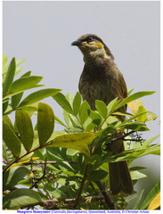 Gavicalis fasciogularis