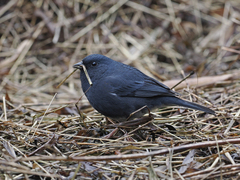 Slaty Bunting photo 1