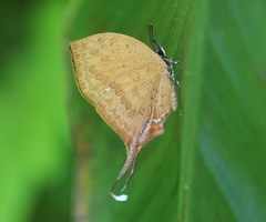 Yasoda tripunctata