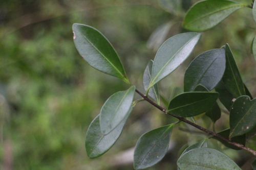 Microtropis japonica iNat (1)