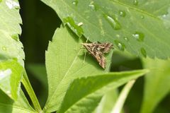 Diasemia accalis