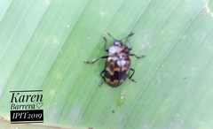 Prepopharus eduardoi