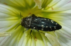 Acmaeodera ornatoides