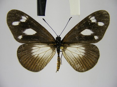 Acraea lycoa