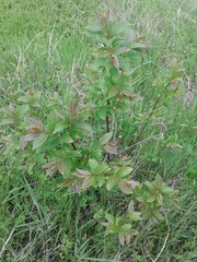 Diospyros virginiana