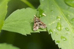 Diasemia accalis