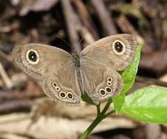 Ypthima baldus baldus