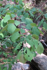 Tilia americana mexicana