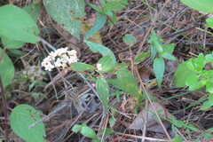 Alloispermum integrifolium