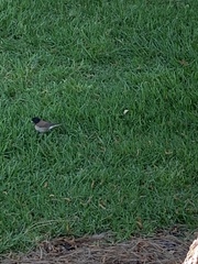 Junco hyemalis