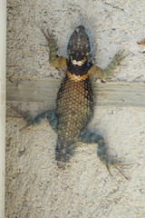 Sceloporus aureolus