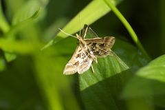 Diasemia accalis