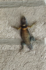 Sceloporus aureolus