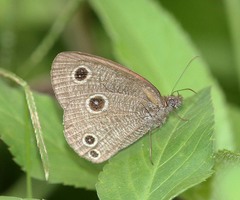 Ypthima confusa