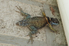 Sceloporus aureolus
