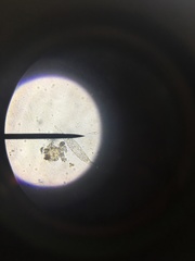 Parameciidae
