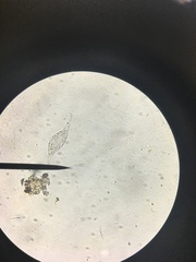 Parameciidae