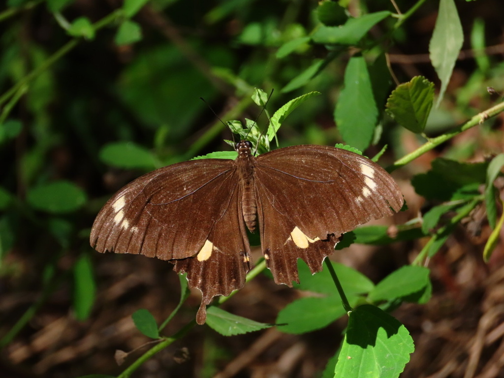 Capaneus Swallowtail from Mt Coot-tha Forest, Mount Coot-Tha, QLD, AU ...