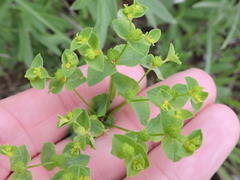 Euphorbia spathulata