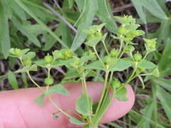 Euphorbia spathulata