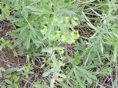 Euphorbia spathulata