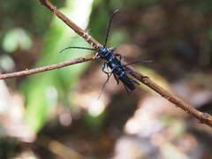 Monnechroma azurea