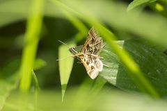 Diasemia accalis