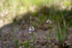 Polygala chapmanii