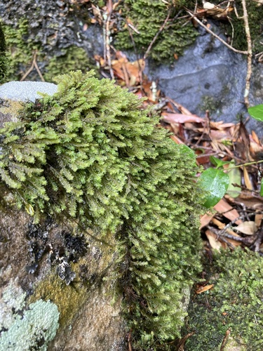 Plagiochila sarmentosa