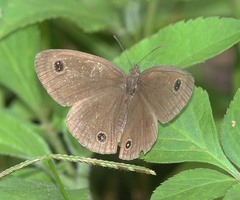 Ypthima confusa