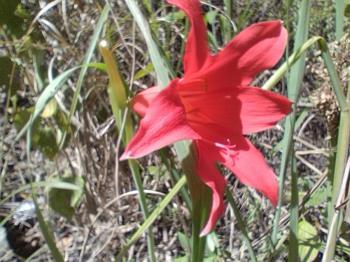 Cyrtanthus sanguineus