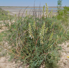Astragalus racemosus