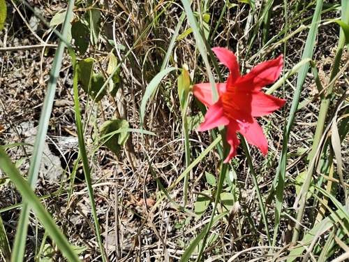 Cyrtanthus sanguineus